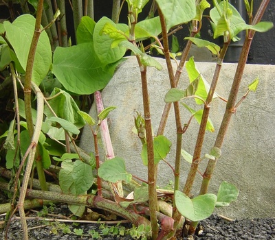 japanese knotweed claphams solicitors 400x350
